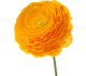 گل آلاله سامانو